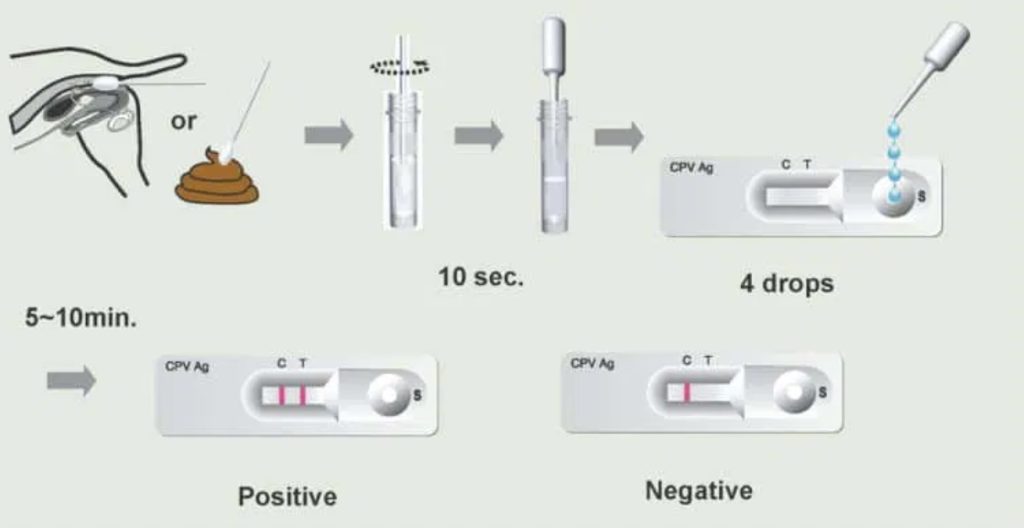 Parvo Test for Dogs